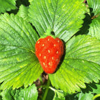 Wool Strawberry Keychain